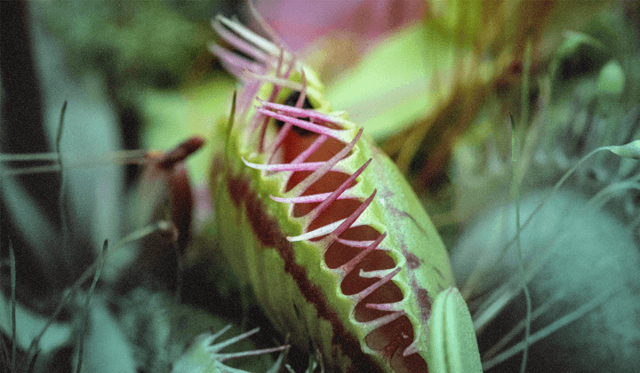 SolarWinds Web Help Desk Exploitation - February 2026